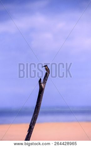 Malgasy Kingfisher (corithornis Vintsioides), Ile Aux Nattes, Madagascar, Africa