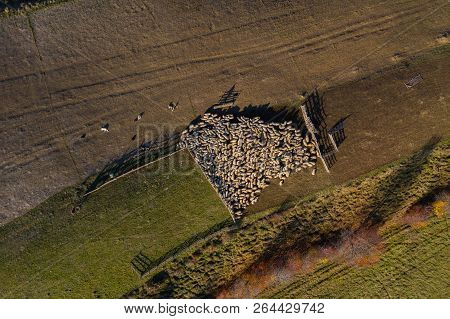 Aerial Drone View Of Sheep In Sheepfold