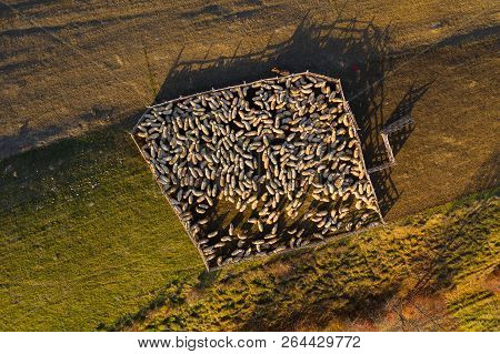Aerial Drone View Of Sheep In Sheepfold
