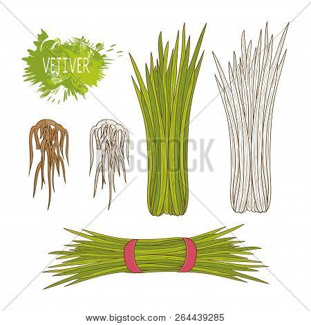 Vetiver. A Plant And A Root. Sketch. Set. A Plant, A Root. On A White Background.