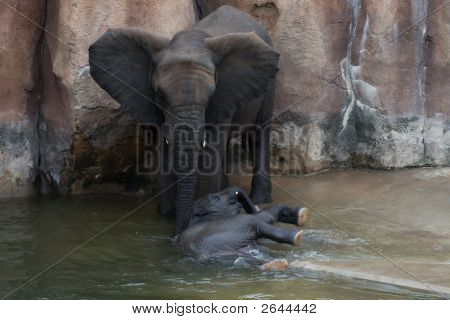 Mãe elefante tendendo a panturrilha