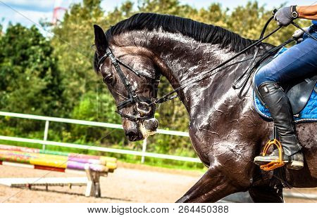 Black Sports Horse In Training In The Arena