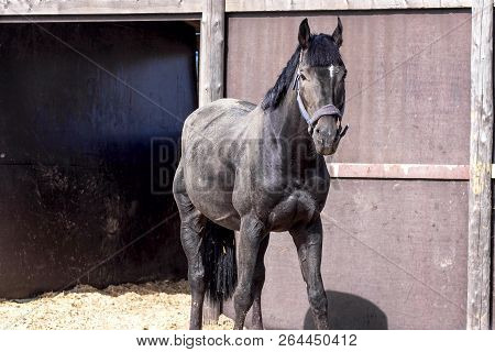 Black Stallion In The Dust On A Farm, Dirty Horse