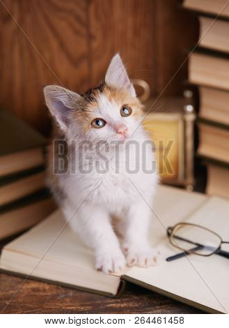 A Cat In The Library Reads A Book