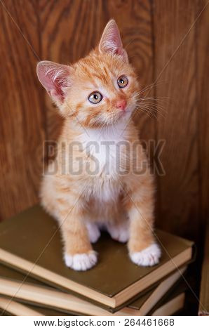 Kitten Sitting On Books And Looking Upwards