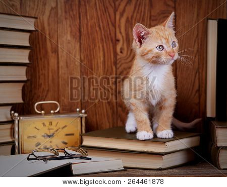 Cat On Books Near The Clock. A Kitten Sits And Looks At The Right.