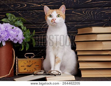 The Cat Looks At The Photographer. Education Concepte
