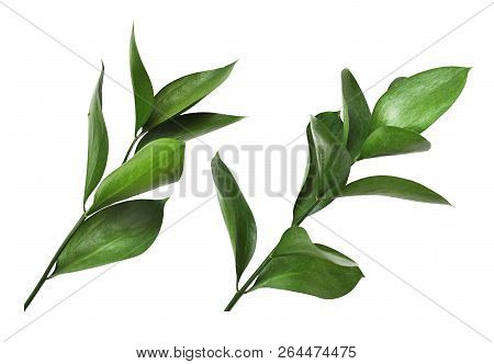 Set Of Twigs With Green Leaves Isolated On White