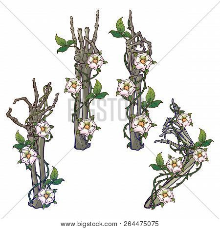 .set Of Skeleton Hands With Various Gestures Decorated With Dog-rose Garlands. Colored Linear Drawin