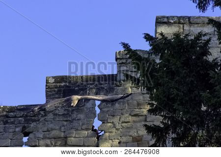 Flying Young Andean Condor (vultur Gryphus) In Warwick, United Kingdom