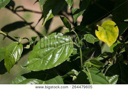 Green Leaf Of Yellow Desmos Chinensis Flower