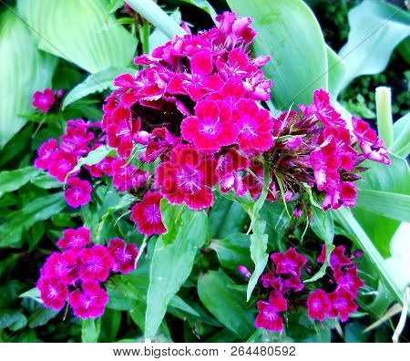 Blooming Flower Carnation With Leaves, Living Natural Nature, Aroma Bouquet Flora. Carnation Flower 