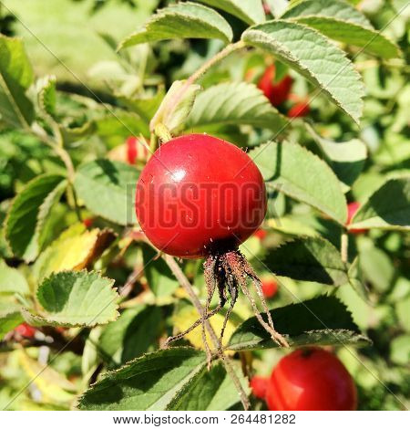 Sweet Red Berry Briar Growing On Bush With Leaves Green, Natural Plant Product Hanging On Branch. Br