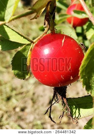 Sweet Red Berry Briar Growing On Bush With Leaves Green, Natural Plant Product Hanging On Branch. Br