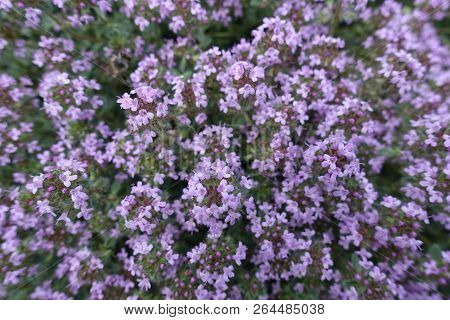 Closeup Of Mauve Flowers Of Thymus Praecox