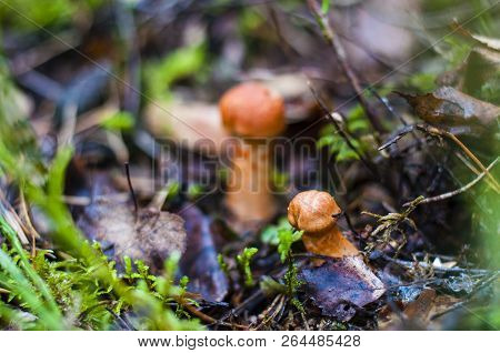Cortinarius Is The Largest Genus Of Mushrooms In The World, Containing An Astounding Number Of Speci