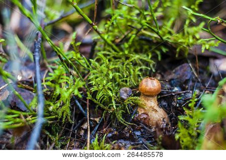 Cortinarius Is The Largest Genus Of Mushrooms In The World, Containing An Astounding Number Of Speci