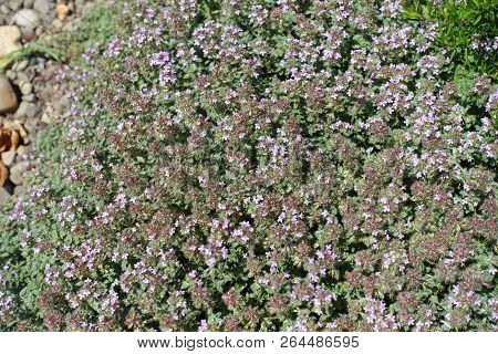 Thymus Praecox In Bloom In Mid June