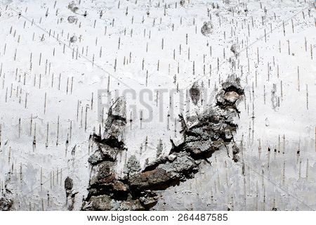 Unique Natural Background. Birch Bark Damaged By Atmospheric Conditions Under Natural Conditions