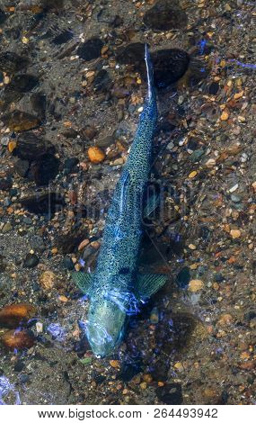 Salmon Swimiming Up Issaquah Creek To Salmon Hatchery Issaquah Washington