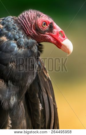 Red Head White Beak Black Feathers Turkey Vulture
