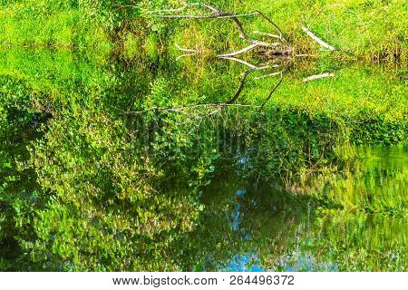 Green Yellow Reflection Water Issaquah Creek Lake Sammamish Park Issaquah Washington