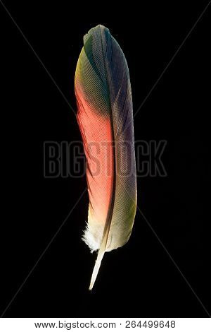 Rainbow Colors Of Parrot Feather On Black