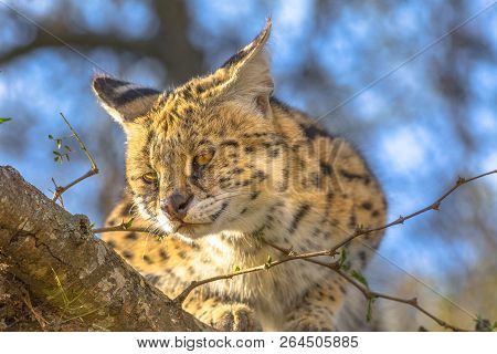 Front View Of Serval Resting On A Tree In Natural Habitat With Blurred Background. The Scientific Na