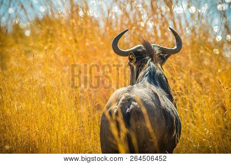 Back Of Wildebeest, Connochaetes Gnou, In The Savannah Plains, Pilanesberg National Park, South Afri
