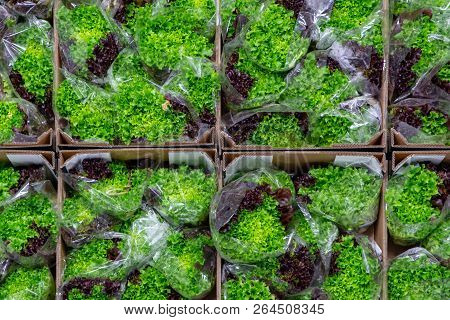 Cold Storage Of Fresh Packed Green And Red Oak Lettuce In  Boxes In Big Warehouse