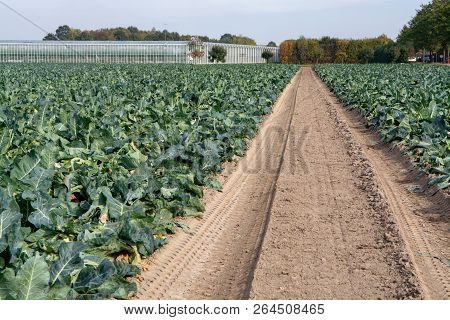 Landscape With Farm Field Full Of Ripe Green Romanesco Broccoli Or Roman Cauliflower, Broccolo Roman
