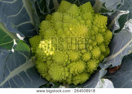Organic Ripe Green Romanesco Broccoli Or Roman Cauliflower, Broccolo Romanesco, Romanesque Cauliflow