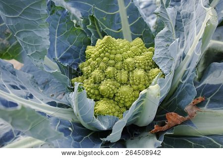 Organic Ripe Green Romanesco Broccoli Or Roman Cauliflower, Broccolo Romanesco, Romanesque Cauliflow