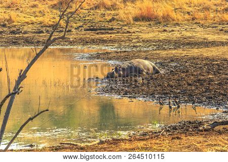 Cape Hippopotamus Or South African Hippopotamus Resting On A Shore Of River In Pilanesberg National 