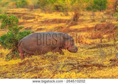 Cape Hippopotamus Or South African Hippopotamus Walking In Natural Habitat, Kruger National Park, So