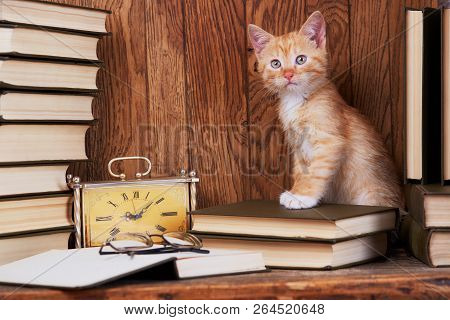 Cat On Book Near The Clock. A Cat In The Library Reads A Book