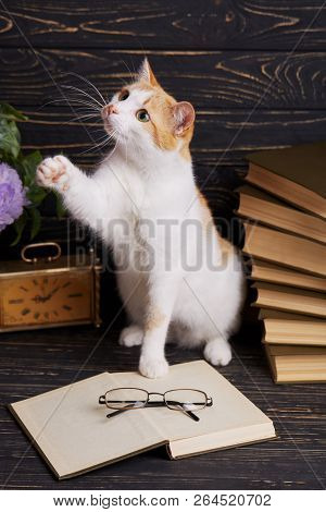 Cat Near Open Book With Glasses. Fluffy Kitty Sitting On A Shelf
