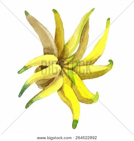 Exotic Tropical Plant Wild Fruit In A Watercolor Style Isolated.
