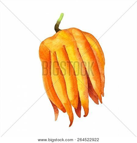 Exotic Tropical Plant Wild Fruit In A Watercolor Style Isolated.