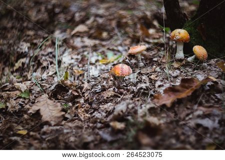 Red Beautiful Mushrooms Fly Agaric Growing In The Forest Close-up