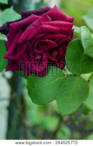 Red Rose - Garden Plant - Blosssom