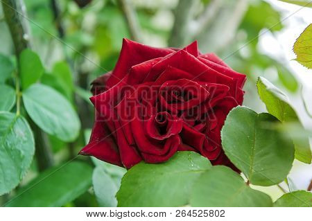 Red Rose - Garden Plant - Blosssom