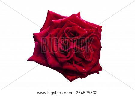 Red Rose - Garden Plant - Blosssom
