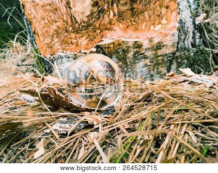 A Beaver Can Chew Down A Small Ann Big Tree. They Will Regularly Cut Down Trees. Beavers Eat Mostly 