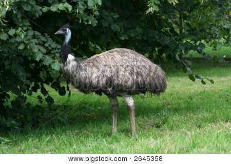 EMU