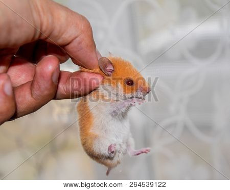 Hamster In Hand. Hamster Hold The Scruff. Hamster Held With Fingers.