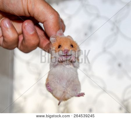 Hamster In Hand. Hamster Hold The Scruff. Hamster Held With Fingers.