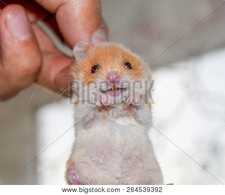 Hamster In Hand. Hamster Hold The Scruff. Hamster Held With Fingers.