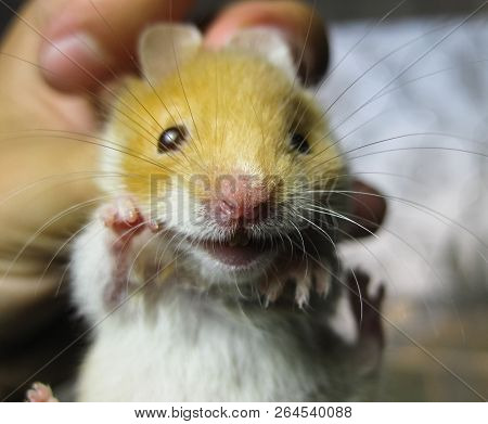 Hamster In Hand. Hamster Hold The Scruff. Hamster Held With Fingers.