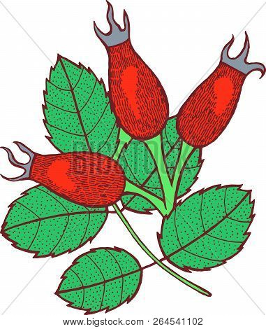 Rosehip - Graphic Floral Artwork. Isolated Hand Drawn Design Ele